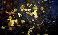 Fall Leaves Minnehaha Creek
