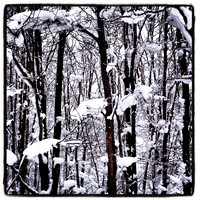 Keweenaw Snowy Trees