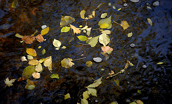 Fall Leaves Minnehaha Creek